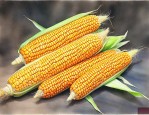 德单123玉米种简介