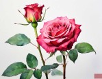 玫瑰花枯萎是什么原因