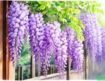 紫藤花在阳台可以养吗