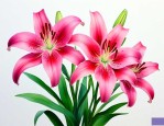 高中课文百合花的含义