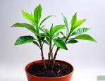栀子花发芽后怎么养殖
