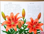 百合花茹志鹃板书设计