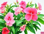 凤仙花和指甲花的区别
