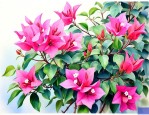 三角梅适合在家里养吗