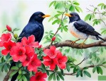 子规鸟杜鹃花蜀国典故