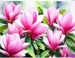 18公分的广玉兰价格