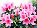 适合北方养的杜鹃花品种