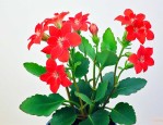 我养的长寿花为什么不开花