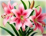 没有开花的百合怎么养