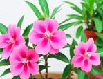 凤仙花加盐能染指甲吗