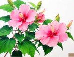 芙蓉花只长叶子不开花