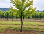 2025年白蜡16公分价格