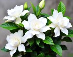 栀子花怎么养花苞不断