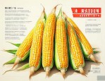 东方红1号玉米种子简介