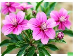 云南三七花有什么效果