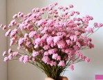 干花满天星花摆放禁忌