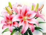 加速百合花开放的方式