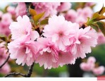 日本晚樱15公分价格