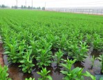 山东水生绿化植物基地