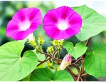 牵牛花的根有什么特点