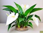 水培植物白掌养殖方法