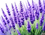 紫色薰衣草花语和寓意