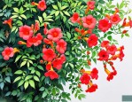 2025年地栽凌霄花怎么养