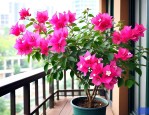 封闭阳台可以养三角梅吗