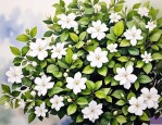 2025年养殖茉莉花的方法