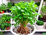 2025年水培植物快速生根