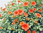 2025年凌霄花地栽的危害