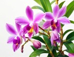 金钗石斛花和铁皮石斛花
