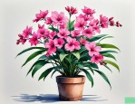 2025年花卉植物花卉盆栽