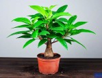 刚种植的发财树怎么养
