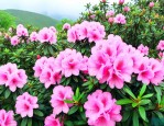 毕节杜鹃花最佳观赏时间
