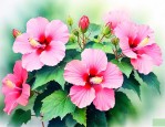 芙蓉花能开几天就谢了