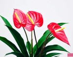 新买回的红掌花怎么养