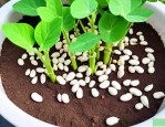 刀豆种子浸泡催芽方法