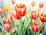 郁金香花的意义是什么