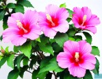 木槿花什么品种最好看