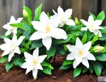 栀子花的养殖土壤要求