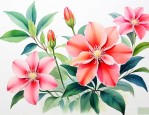 一帆风顺花怎么养才好