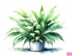 绿植能吸附甲醛吗