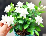 怎么才能把茉莉花养好