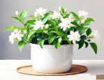 茉莉花养殖技巧与方法