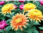 开封南郊菊花种苗基地