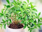 驱蚊草可以插枝成活吗