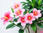 一帆风顺花水养怎么养