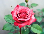 玫瑰花骨朵泡水的作用
