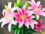 百合花怎么养的时间久